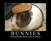 bunnies.jpg