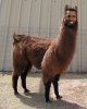 obllama.jpg