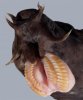 photo-1-hagfish-teeth_0-250x300.jpg